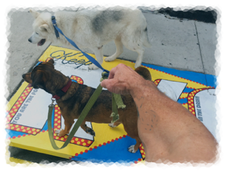 pet sitting, pet care, dog walking, dog walking Mobile,pet sitting Mobile, pet sitting Midtown, dog walking Midtown,pet sitting Spring Hill,dog walking Spring Hill, pet sitting West Mobile, dog walking West Mobile,pet sitting Tillmans Corner, dog walking Tillmans Corner