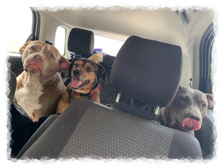 pet sitting, pet care, dog walking, dog walking Mobile,pet sitting Mobile, pet sitting Midtown, dog walking Midtown,pet sitting Spring Hill,dog walking Spring Hill, pet sitting West Mobile, dog walking West Mobile,pet sitting Tillmans Corner, dog walking Tillmans Corner